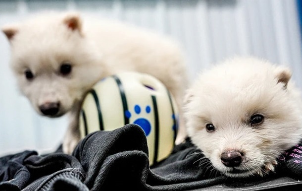 В США ученые воссоздали волка из Игры престолов