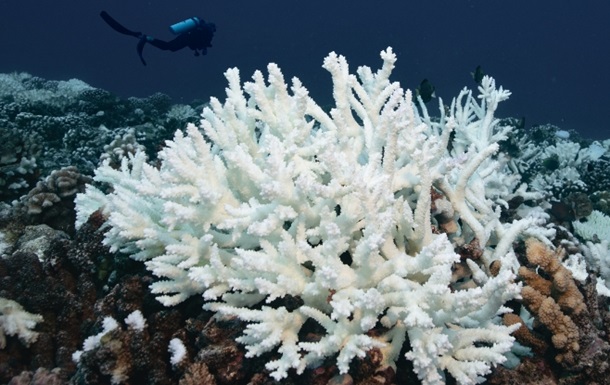 Более 80% коралловых рифов на Земле находятся под угрозой исчезновения
