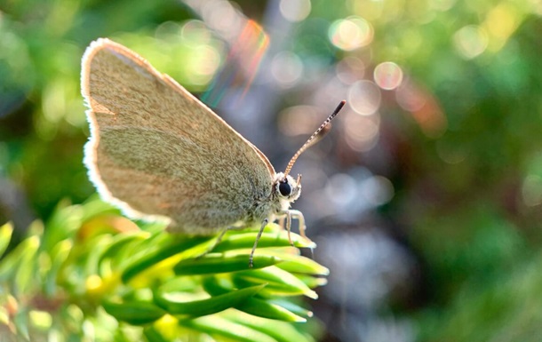 В Канаде обнаружили уникальную бабочку, изолированную более 40 тысяч лет