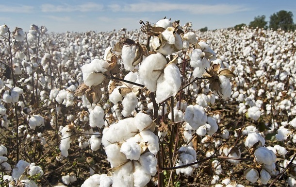 Производителям хлопка будут платить 10 тысяч за гектар