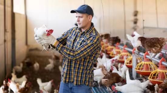 Udemy – Diploma in Poultry Farming Grow Your Poultry Business
