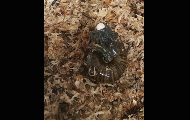 Ученые впервые сняли, как большая новозеландская улитка откладывает яйцо