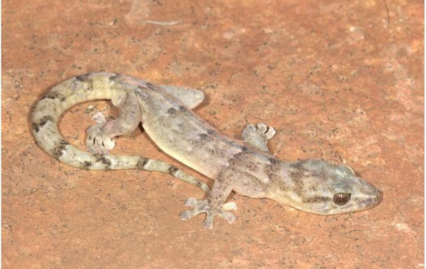 В Африке обнаружили вид геккона, который считался исчезнувшим более 30 лет