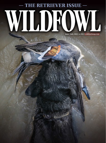 Wildfowl - Vol  40, Issue 3, June-July 2025