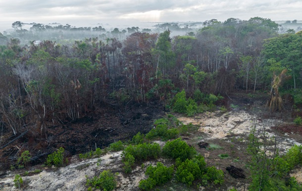 Пожары в Амазонии вызвали рекордную вырубку лесов - отчет