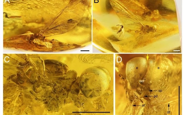 Украинские ученые назвали новый вид насекомых в честь Небесной Сотни