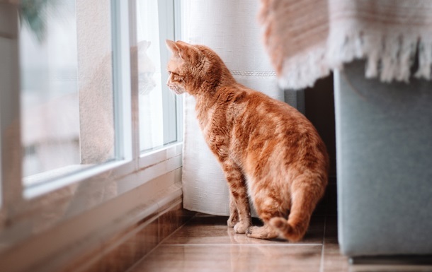 Учёные обнаружили ген мурлыканья у кошек