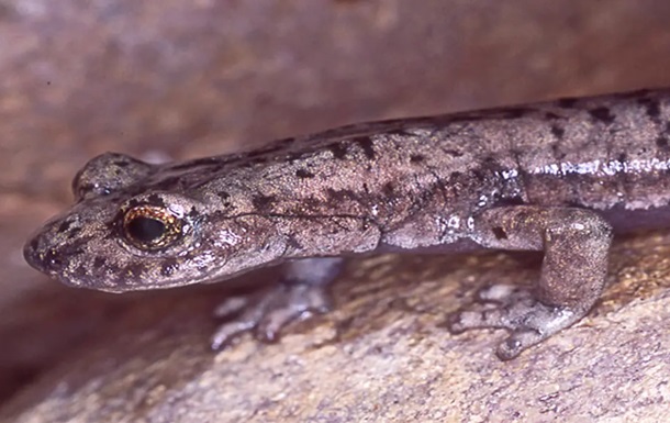 В США обнаружен новый вымерший вид саламандры