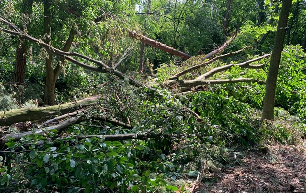 Буря уничтожила более 700 гектаров леса в Ровенской области