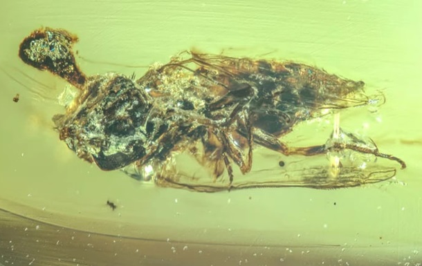 В янтаре нашли окаменелости насекомых эпохи динозавров