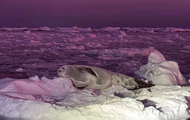 Полярники зафиксировали тюленя на фоне "черничного" неба