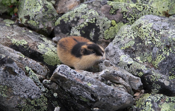 Самое молодое млекопитающее: ученые раскрыли эволюцию норвежского лемминга