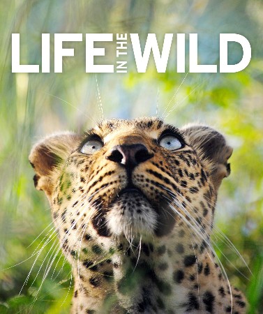 Cover: Wild Life - Cynthia DeFelice