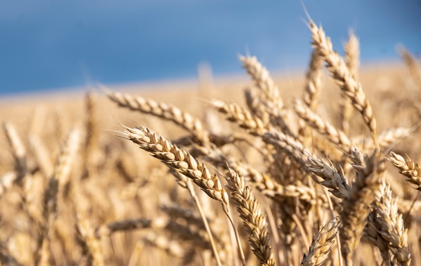 В Минагрополитики снизили прогноз урожая зерновых на 5%