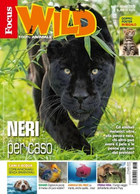 Focus Wild - Agosto 2025