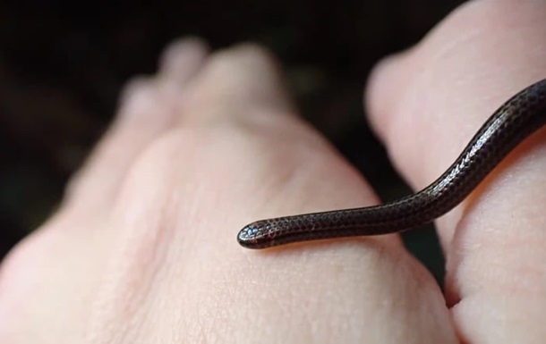 Змея, которую считали вымершей, снова появилась на Барбадосе