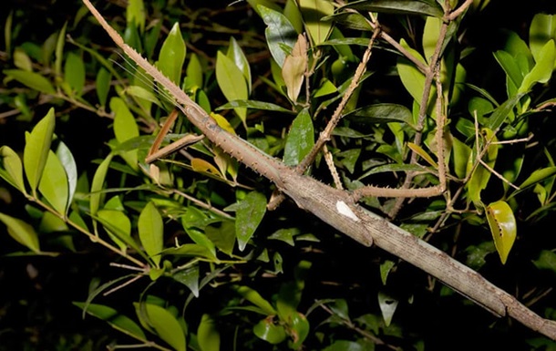 В Австралии обнаружен новый вид насекомых длиной 40 см