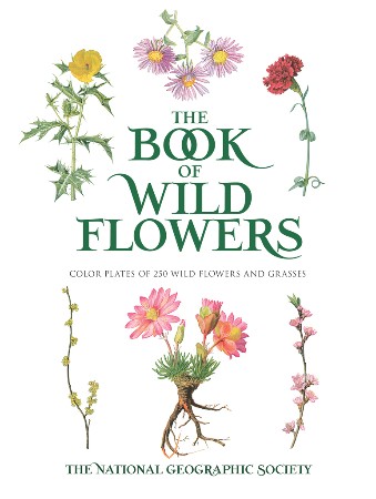 Cover: Wild Flower- Charlotte Nicole Davis