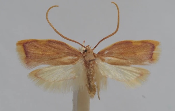 Австрийский ученый назвал новый вид моли в честь жены