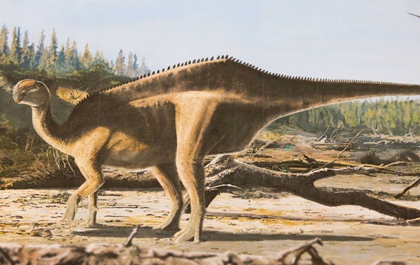 В Великобритании обнаружили новый вид динозавра с "парусом" на спине