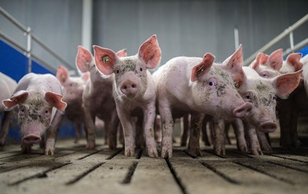 Хирурги впервые пересадили легкое свиньи человеку