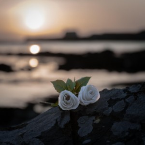 2SILENT  Where Roses Weep (2025)