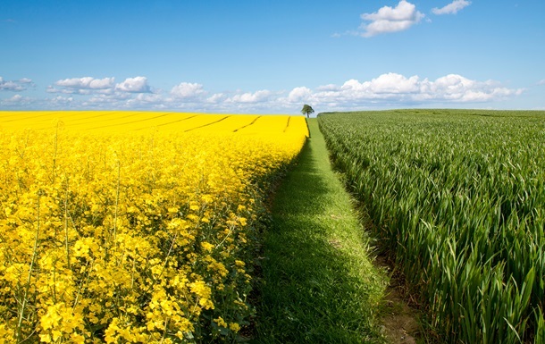В Украине собрали более 3,3 млн тонн рапса