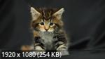 Mixturka - Wallpapers Collection 168