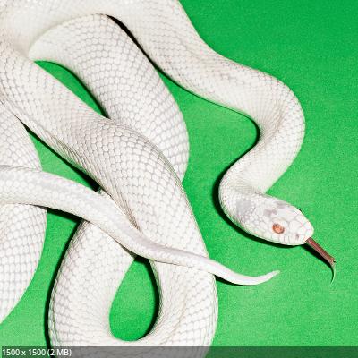 Deftones - private music (2025)