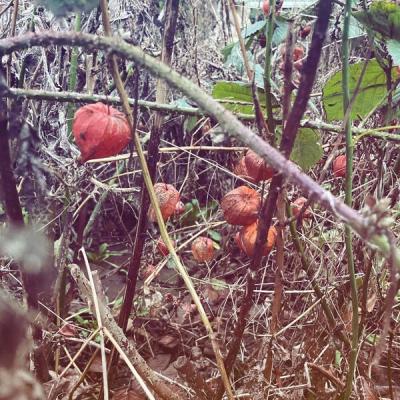 Good Good Blood - Forever Scars (2024) [FLAC 24B-44.1kHz]