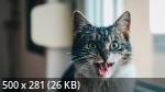 500 Mb Mix Wallpapers Collection 373