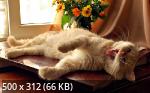 Best Mixture Wallpapers Collection 58