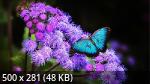 Best Wallpapers Mix Collection 09